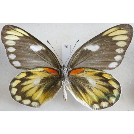 Delias zebuda Hewitson, 1862 female reverse Indonesia, Sulawesi20